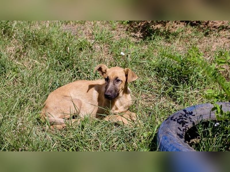 Ozzy – sanfter Junghund mit Schlappohren-Charme sucht sein Happy End