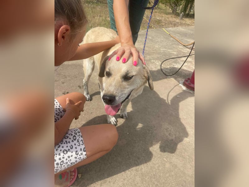 MAX - toller Herzenshund sucht seine Familie