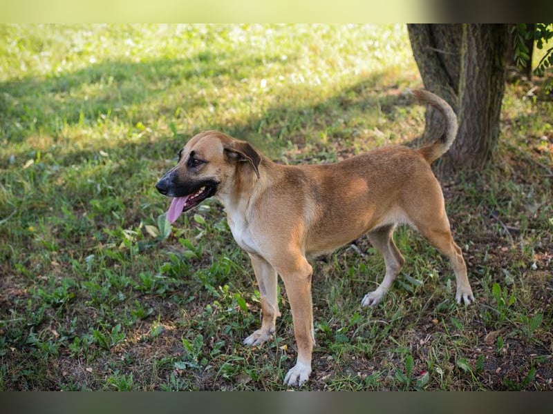 Nisha - freundlich, liebevoll und bereit für ein Zuhause Zuhause oder Pflegestelle zum 06.12.2025