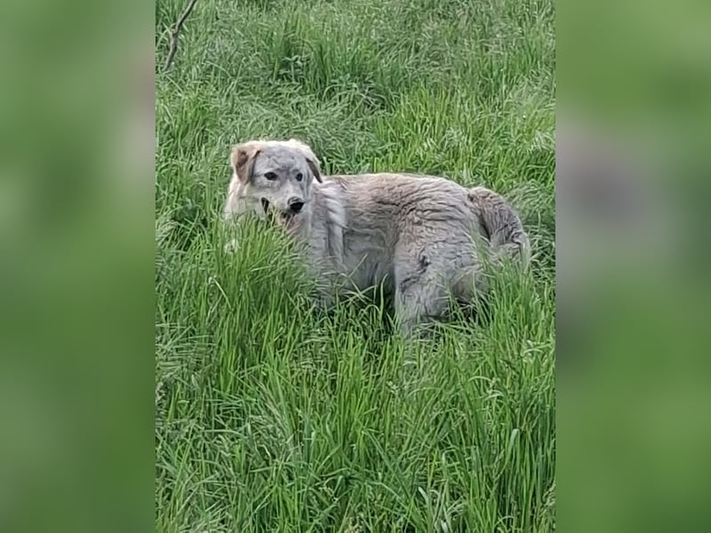 Siku sucht seine Menschen