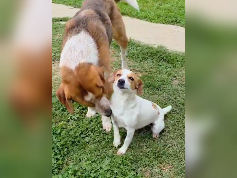 Benny-Boy, Traumhund sucht Traumzuhause