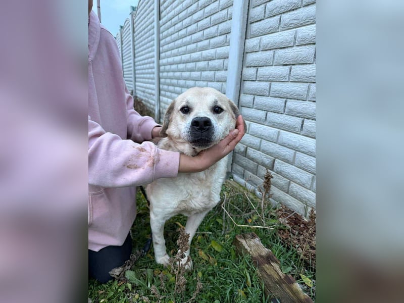MAX - toller Herzenshund sucht seine Familie