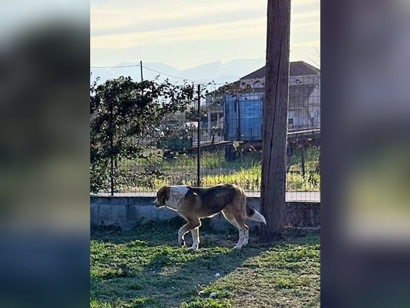 Benny-Boy, Traumhund sucht Traumzuhause