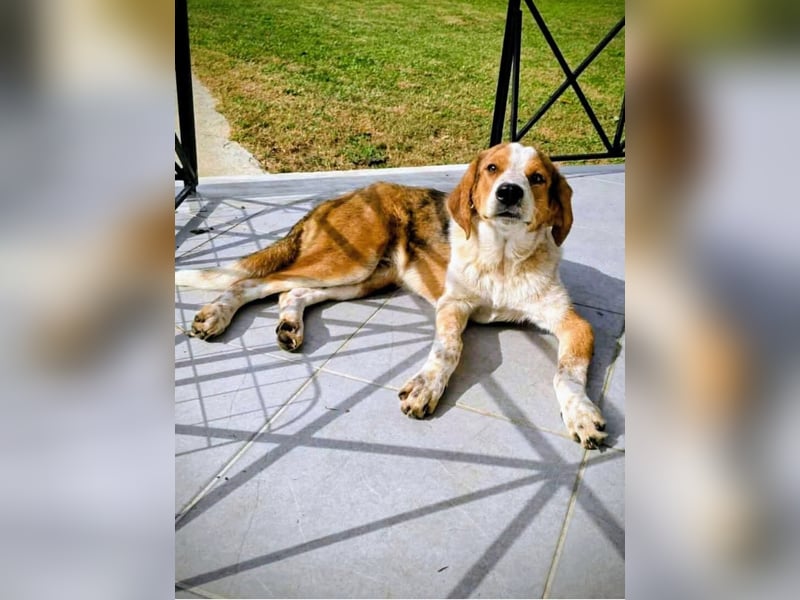 Benny-Boy, Traumhund sucht Traumzuhause