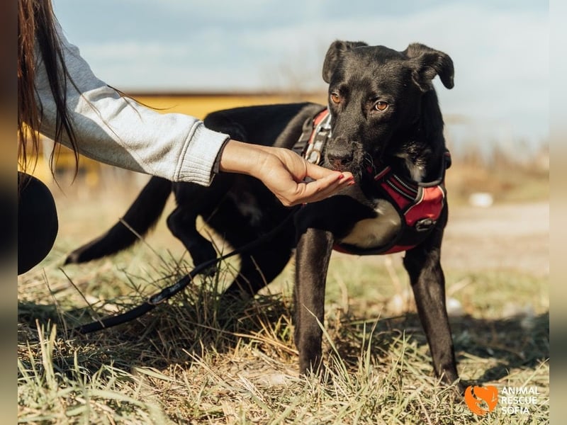 Bogy – Ein ausgeglichener Entdecker mit großem Herzen