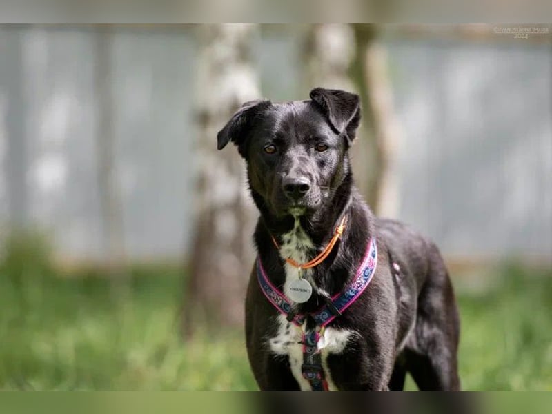 Sensible Nora sucht liebevolles Zuhause