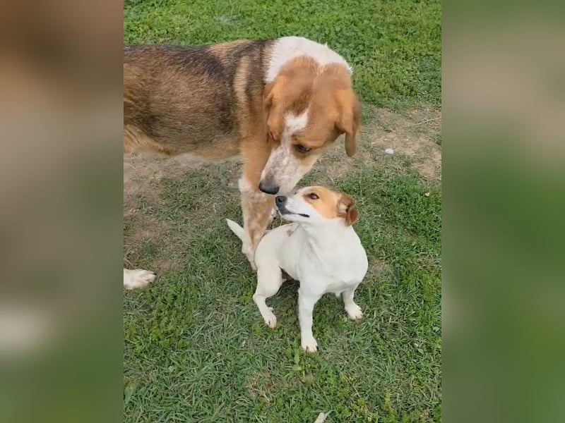Benny-Boy, Traumhund sucht Traumzuhause