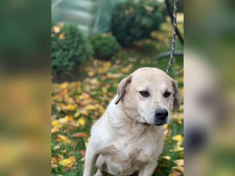 MAX - toller Herzenshund sucht seine Familie