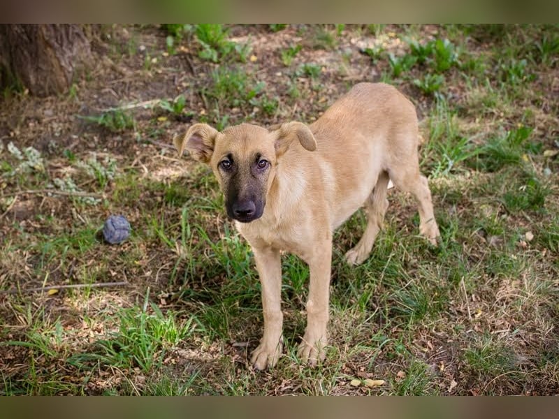 Ozzy – sanfter Junghund mit Schlappohren-Charme sucht sein Happy End