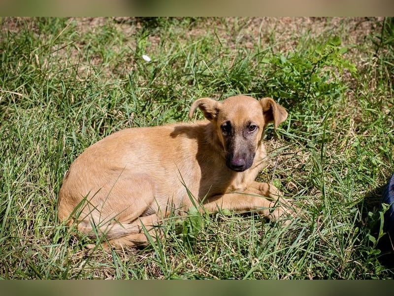 Ozzy – sanfter Junghund mit Schlappohren-Charme sucht sein Happy End