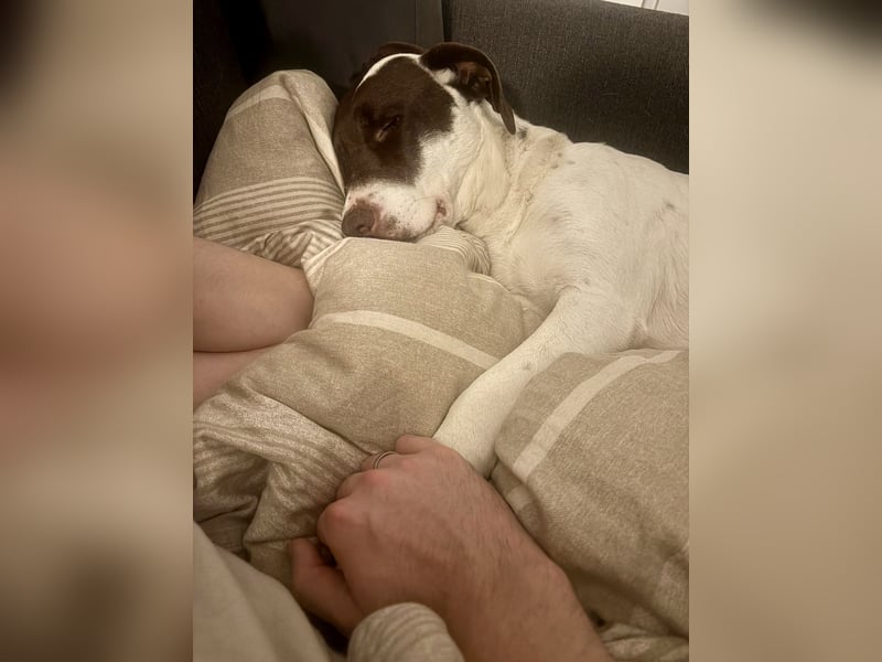 Elina – vom Tierheim auf die Couch