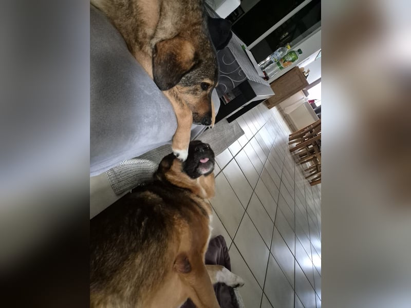 Treuer Bo aus 52428 Jülich sucht sein Für-Immer-Zuhause