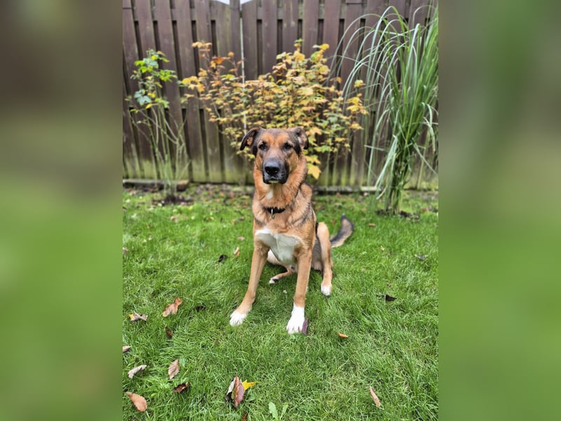 Treuer Bo aus 52428 Jülich sucht sein Für-Immer-Zuhause