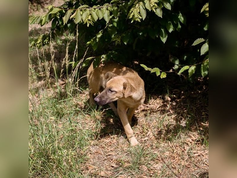 Ozzy – sanfter Junghund mit Schlappohren-Charme sucht sein Happy End