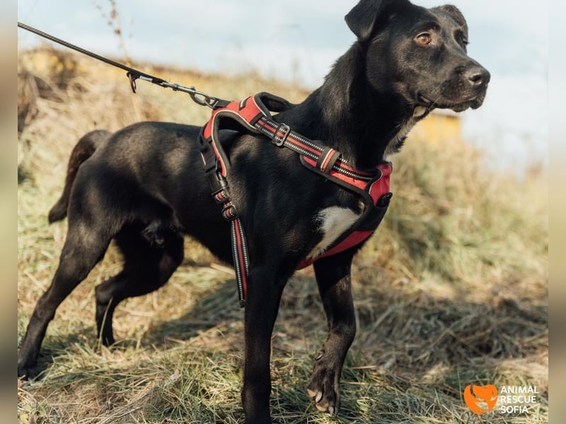 Bogy – Ein ausgeglichener Entdecker mit großem Herzen
