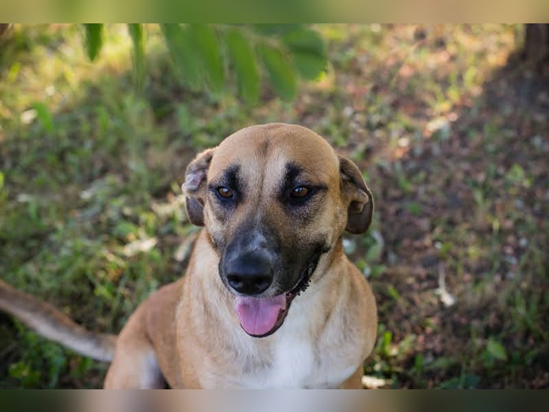 Nisha - freundlich, liebevoll und bereit für ein Zuhause Zuhause oder Pflegestelle zum 06.12.2025