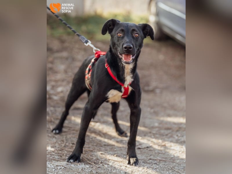 Bogy – Ein ausgeglichener Entdecker mit großem Herzen