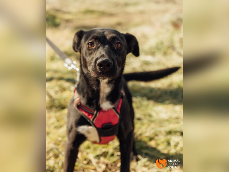 Bogy – Ein ausgeglichener Entdecker mit großem Herzen