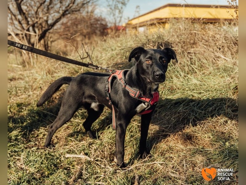 Bogy – Ein ausgeglichener Entdecker mit großem Herzen