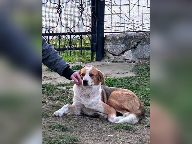 Benny-Boy, Traumhund sucht Traumzuhause
