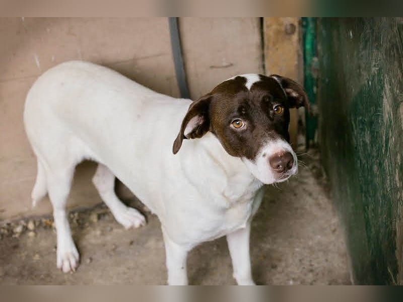 Elina – vom Tierheim auf die Couch