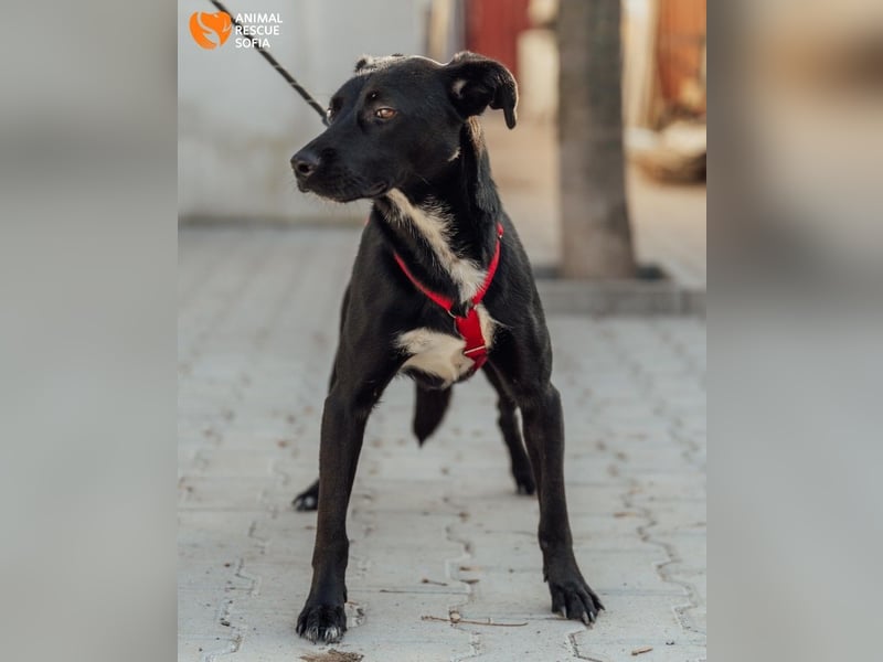 Bogy – Ein ausgeglichener Entdecker mit großem Herzen