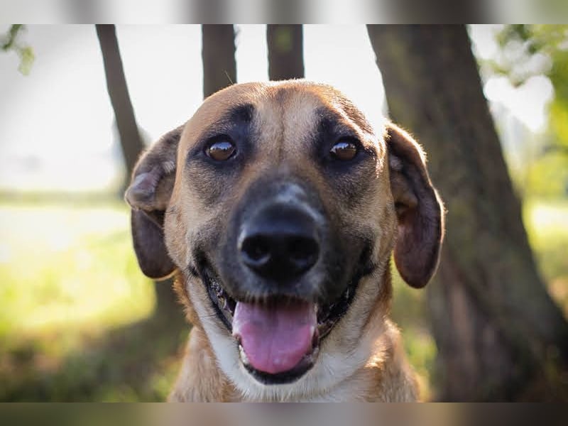 Nisha - freundlich, liebevoll und bereit für ein Zuhause Zuhause oder Pflegestelle zum 06.12.2025