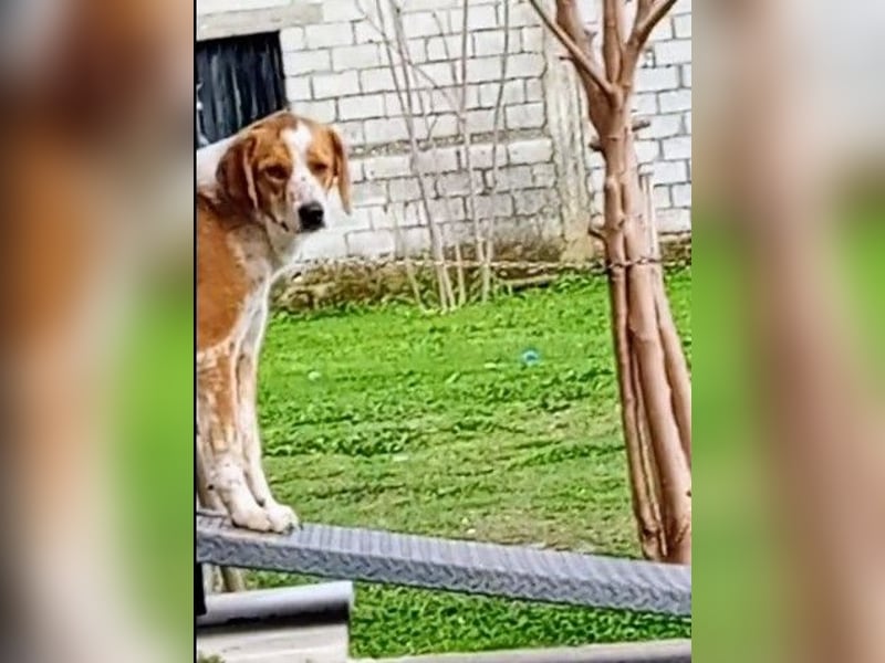Benny-Boy, Traumhund sucht Traumzuhause
