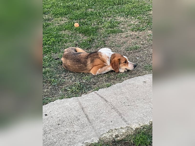 Benny-Boy, Traumhund sucht Traumzuhause