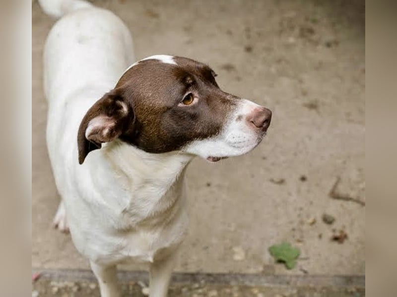 Sanfte Elina sucht liebevolles Zuhause