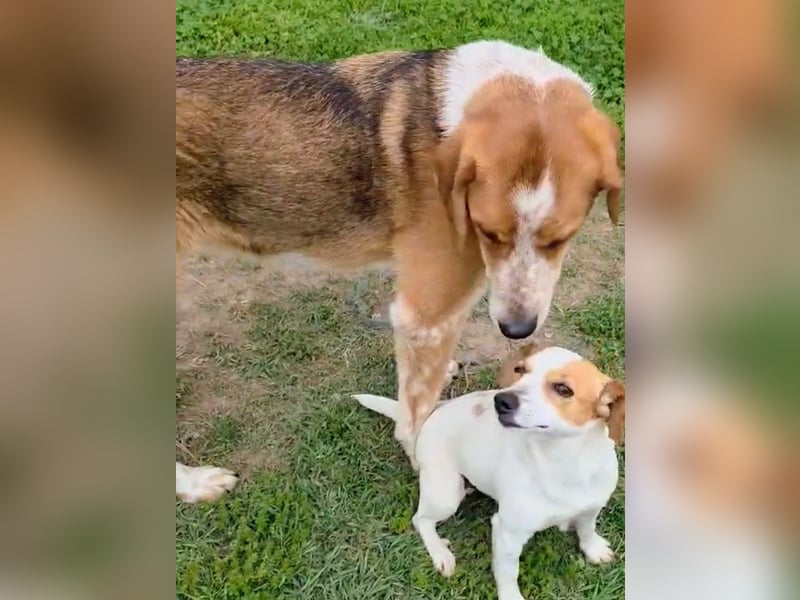 Benny-Boy, Traumhund sucht Traumzuhause