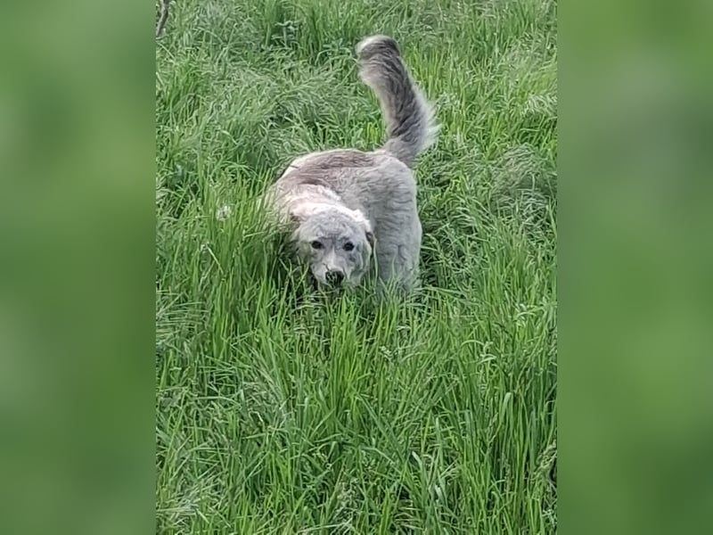 Siku sucht seine Menschen