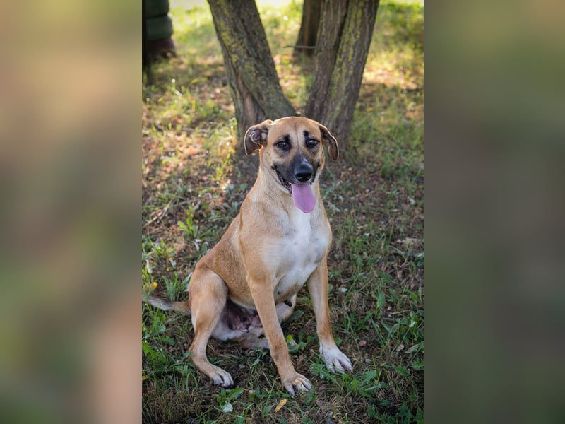 Nisha - freundlich, liebevoll und bereit für ein Zuhause Zuhause oder Pflegestelle zum 06.12.2025