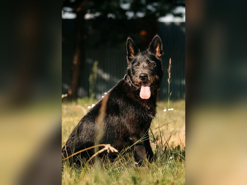 Fröhliche Ajda sucht liebevolles Zuhause
