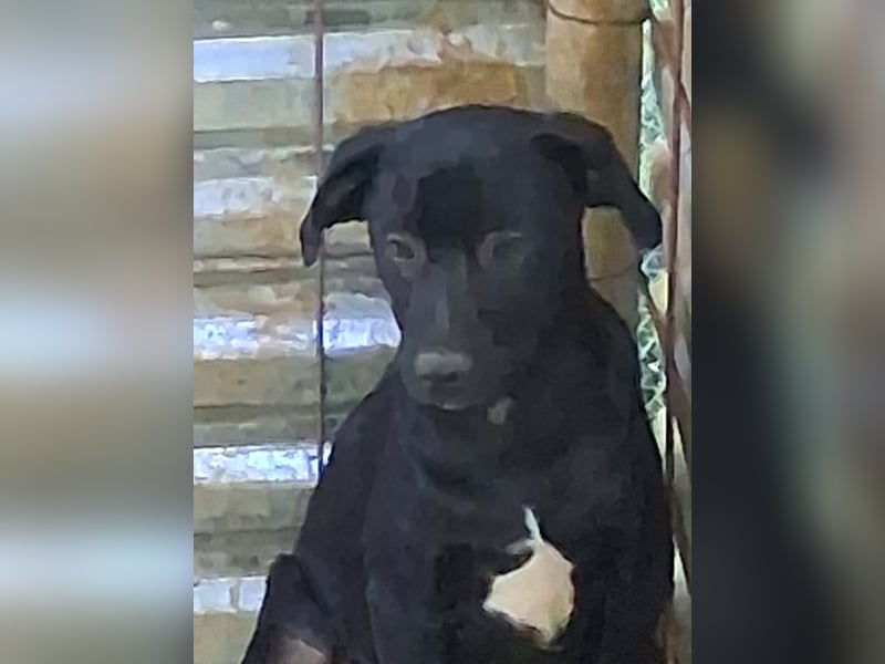 Nero sucht seine Herzmenschen
