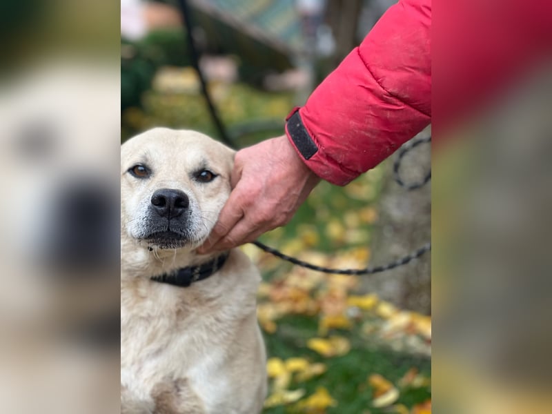 MAX - toller Herzenshund sucht seine Familie