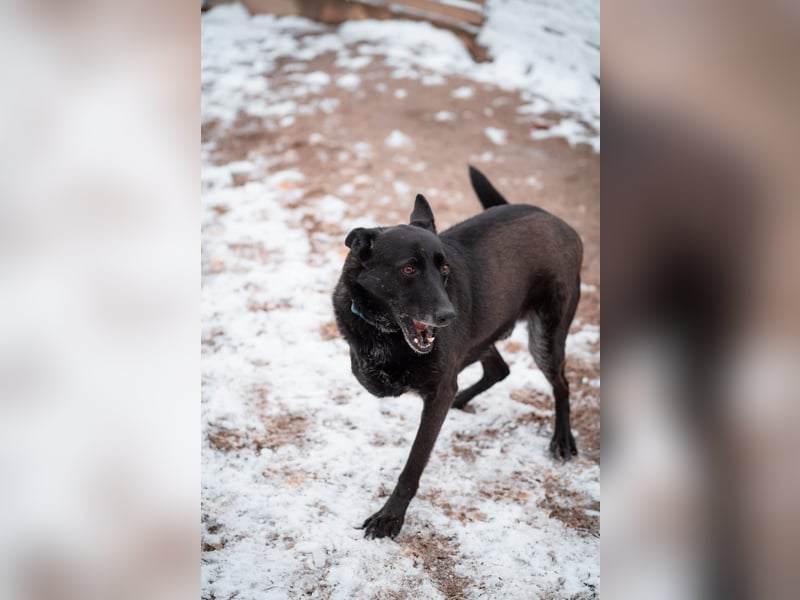 Dichko, 3 Beine, ja und?