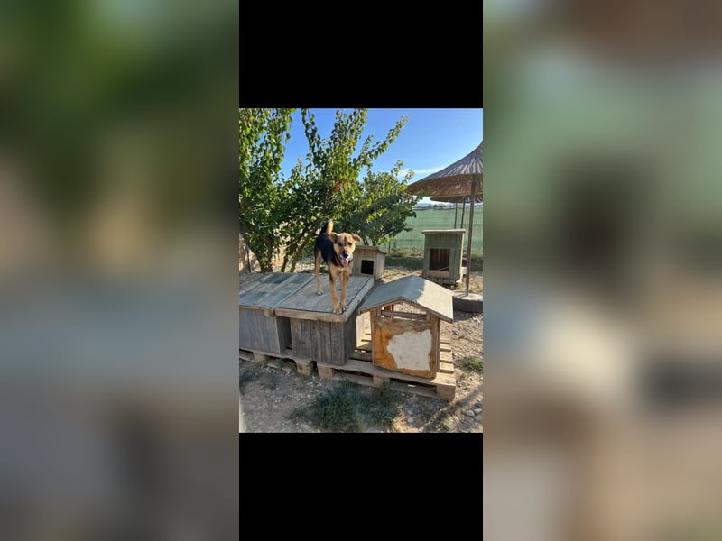Nina (5) sucht eine aktive Familie