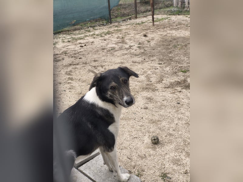 Mojo (3) wartet auf ein Zuhause