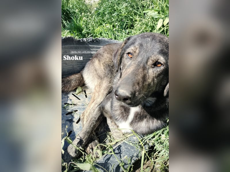 Der ruhige Shoku (3) sucht ein Zuhause