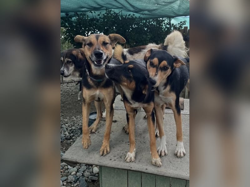 Nina (5) sucht eine aktive Familie