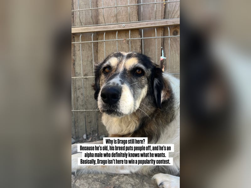 Drago (8/9) sucht ein gemütliches Plätzchen