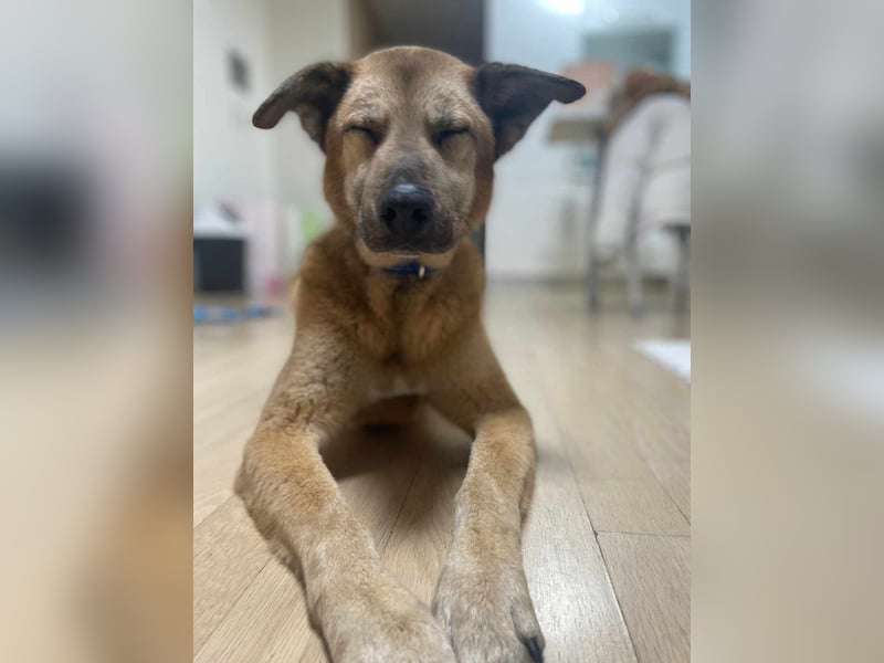 Rocco ,ein grosser, sanfter Mischlingsrüde, wünscht sich ein schönes Zuhause