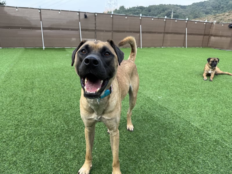 Boucheron, sensible, freundliche Seele