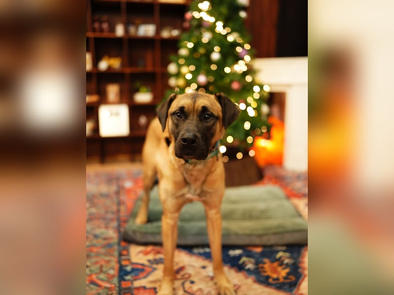 Boucheron, sensible, freundliche Seele