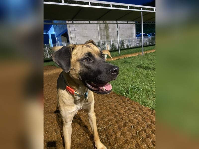 Boucheron, sensible, freundliche Seele