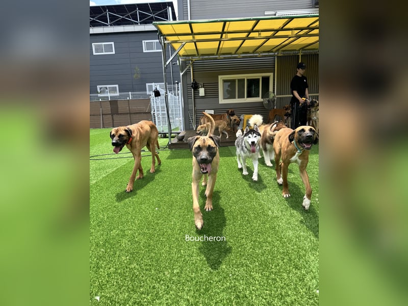 Boucheron, sensible, freundliche Seele