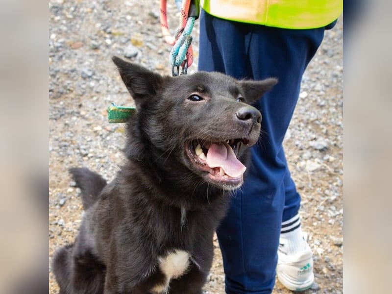 Randy,, ein fröhlicher, unkomplizierter Familienhund
