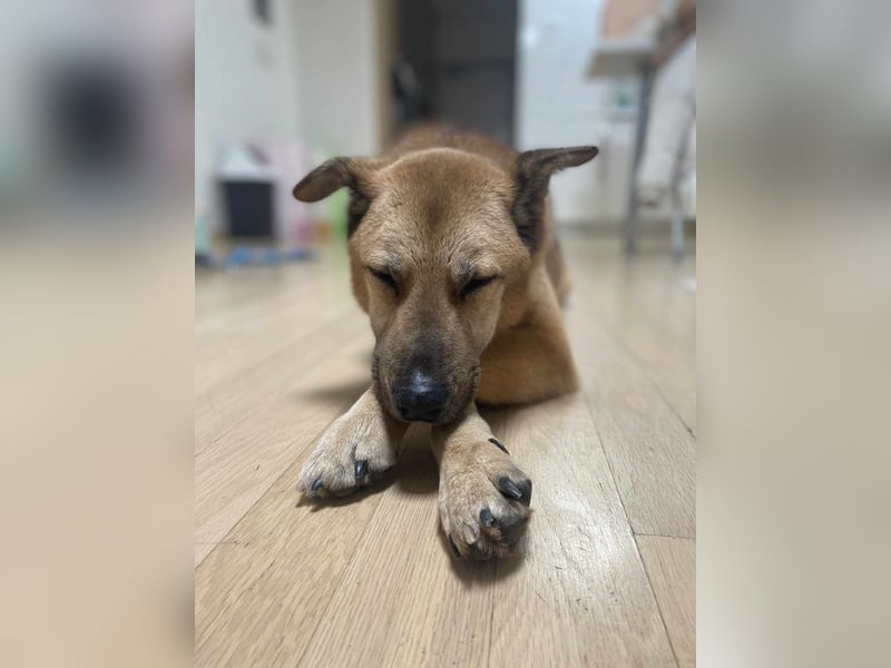 Rocco ,ein grosser, sanfter Mischlingsrüde, wünscht sich ein schönes Zuhause