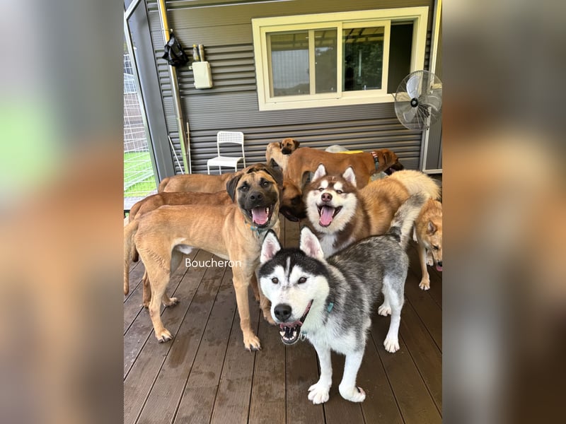 Boucheron, sensible, freundliche Seele